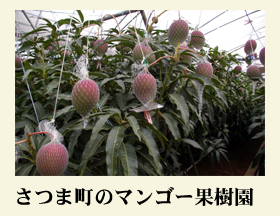 さつま町のマンゴー果樹園